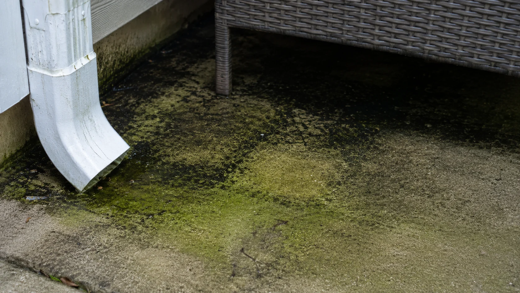 Mold and green algae on a shaded concrete patio